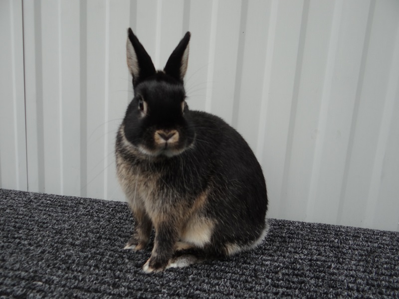 Кролик нидерландец фото
