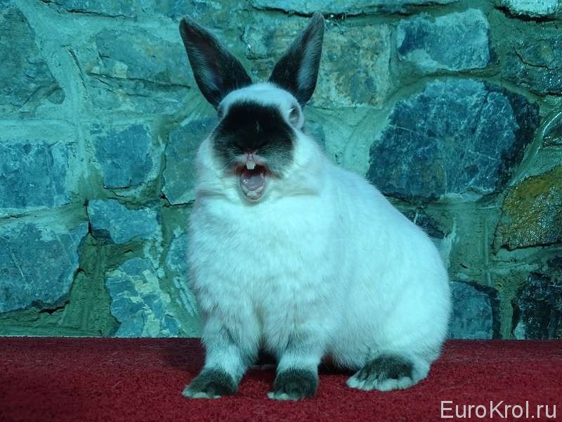 Кролик зевает