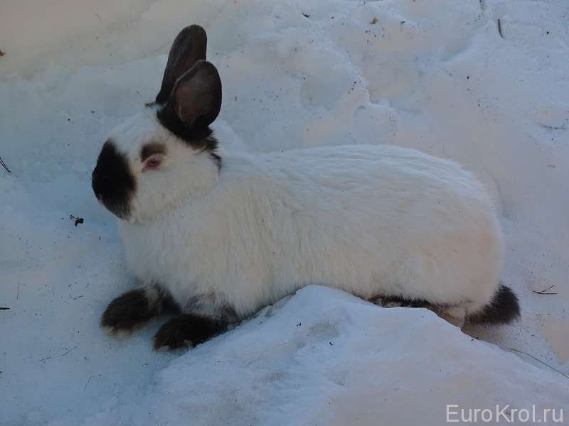 Кролик на снегу