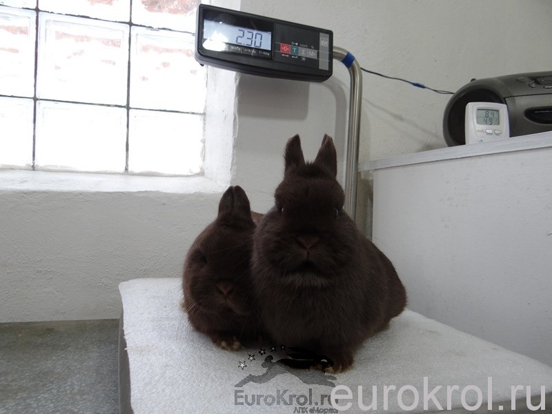 Нидерландские карликовые кролики