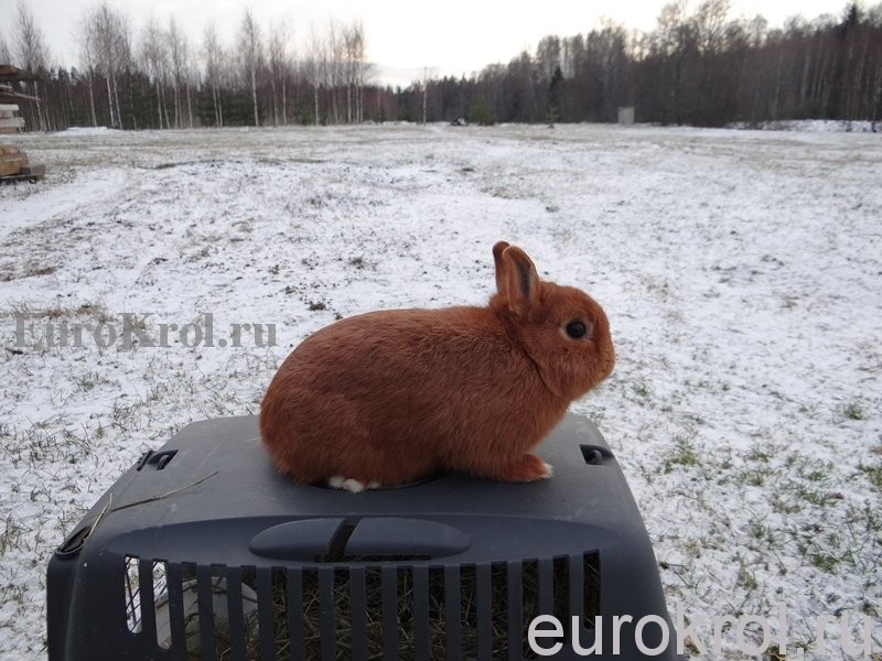 Нидерландские карликовые кролики