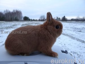 Кролик карликовый нидерландский фото