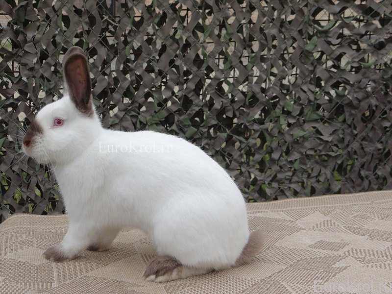 Калифорнийский кролик коричневого окраса