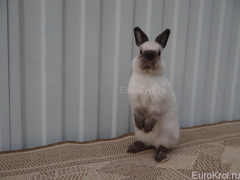 Карликовый кролик окрас сиамский
