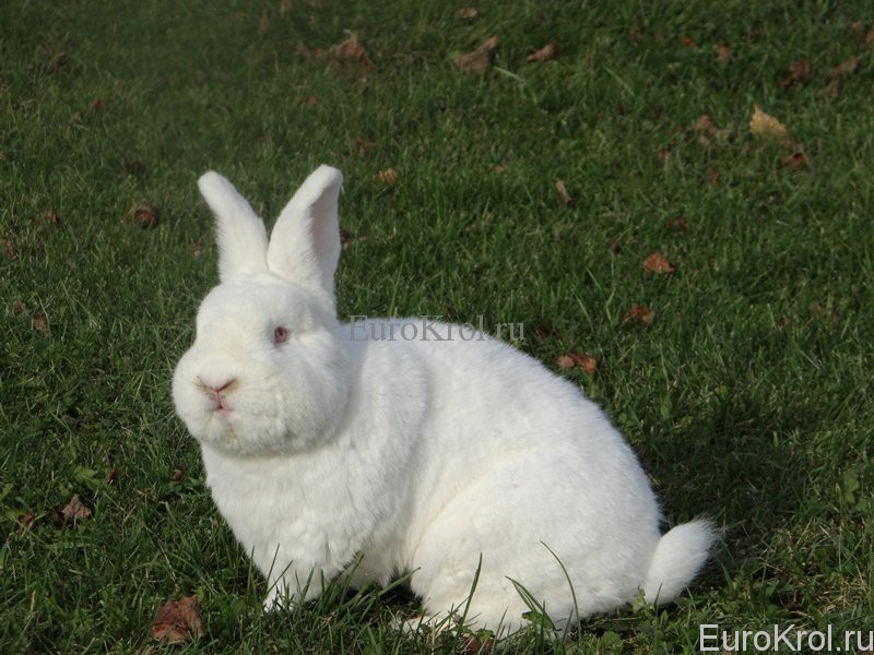 новозеландский белый кролик
