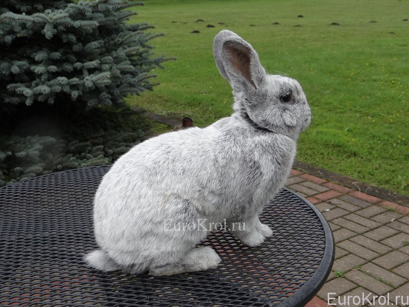 Кролик порода БСС
