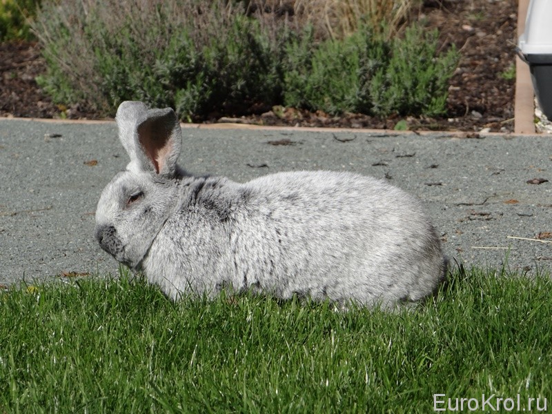Кролик Большое светлое серебро на траве