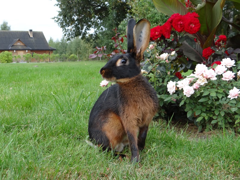 Кролик Бельгийский заяц на траве