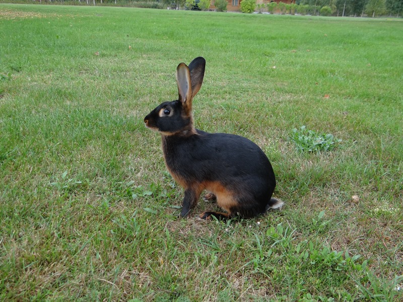 Кролик Бельгийский заяц чёрно-огненный на траве