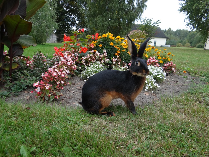 Кролик Бельгийский заяц из Европы