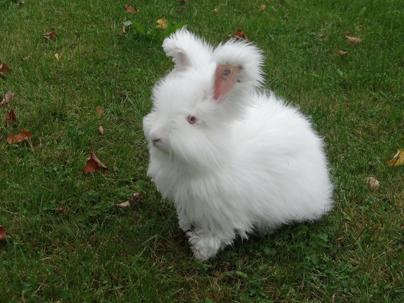 Ангорский кролик на траве