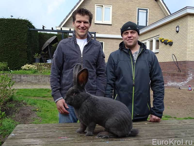 С голландским селекционером  кроликов