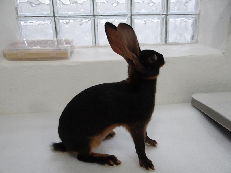 Кролик породы Бельгийский заяц в ЛПХ Моряк