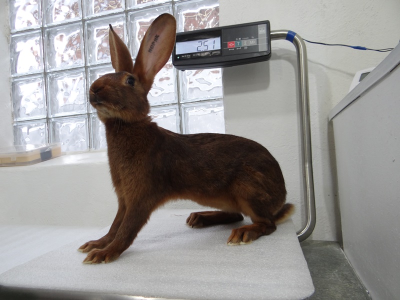 Кролик породы Бельгийский заяц на весах