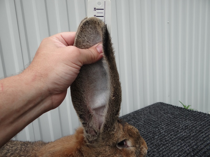 Как сделать кроликам маточник в клетке, чтобы сохранить всех крольчат