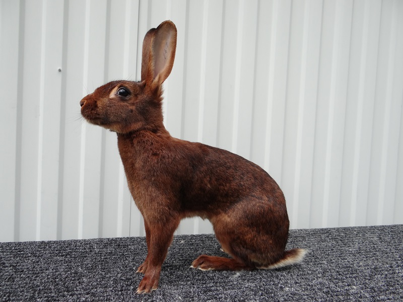 Порода кролика Бельгийский заяц