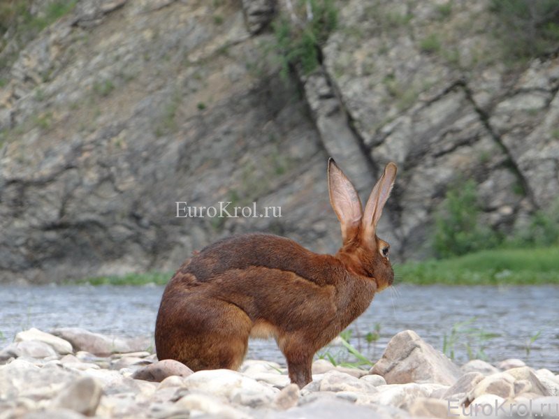 Бельгийский заяц у скалы