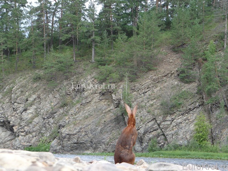 Бельгийский заяц в горах