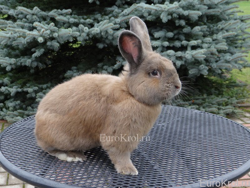 Земплинский пастеловый кролик Из Словакии