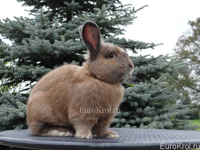 Земплинский пастеловый выставочный кролик