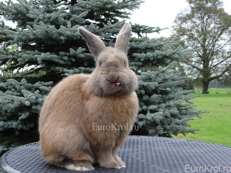 Земплинский пастеловый кролик показывает язык
