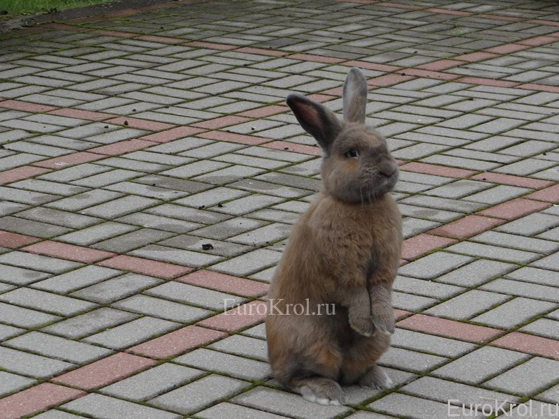 Земплинский пастеловый кролик в стойке
