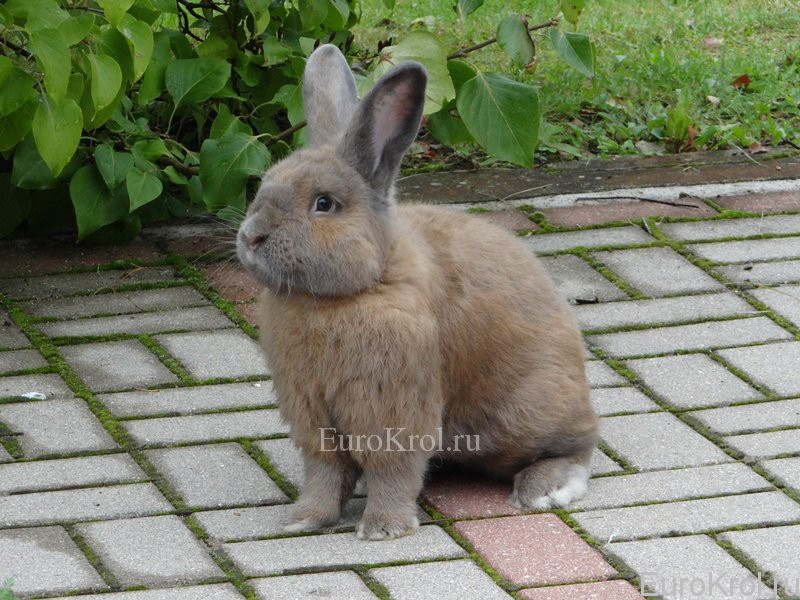 Земплинский пастеловый кролик на камнях