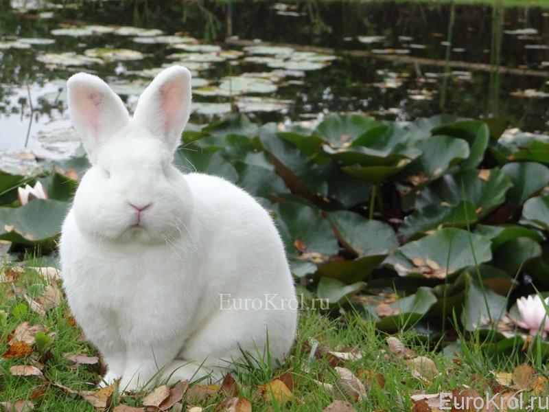 Новозеландский белый кролик
