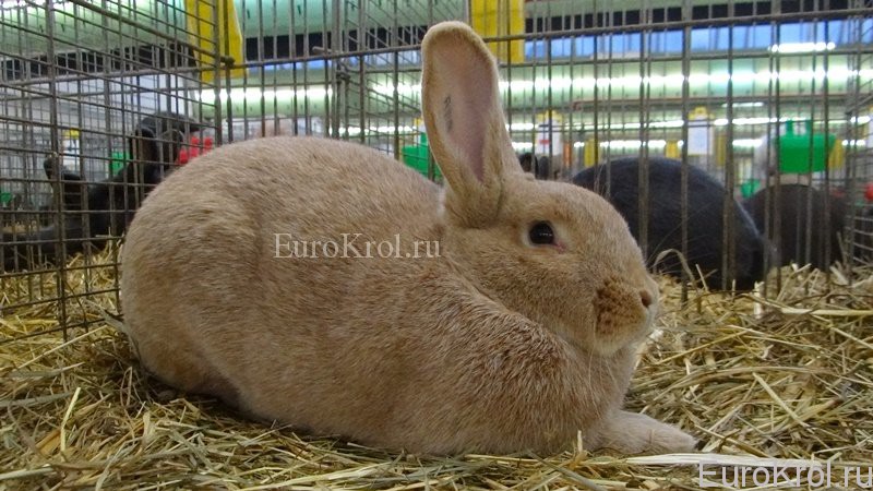 Кролик большое немецкое серебро жёлтое