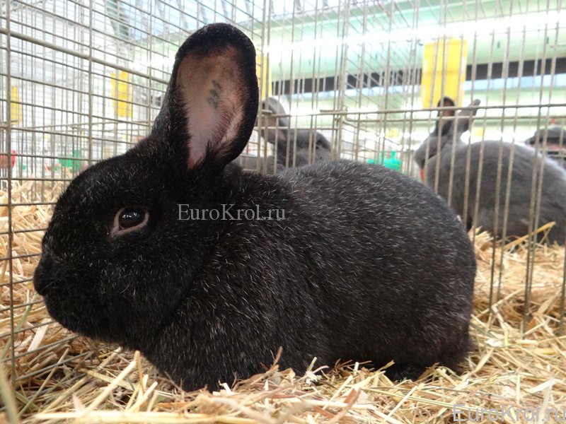 Кролик большое немецкое серебро чёрное