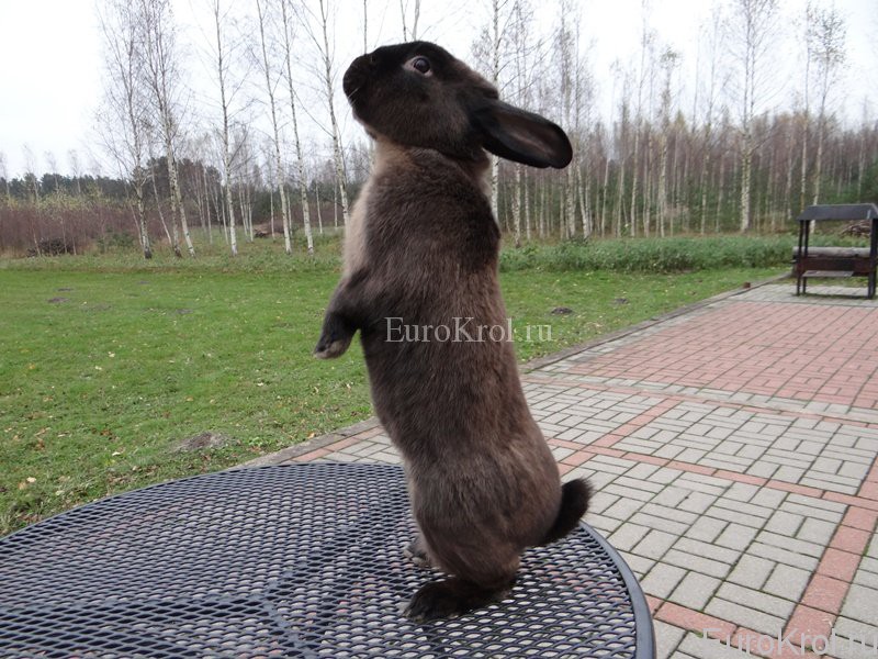 Кролик породы мардер коричневый