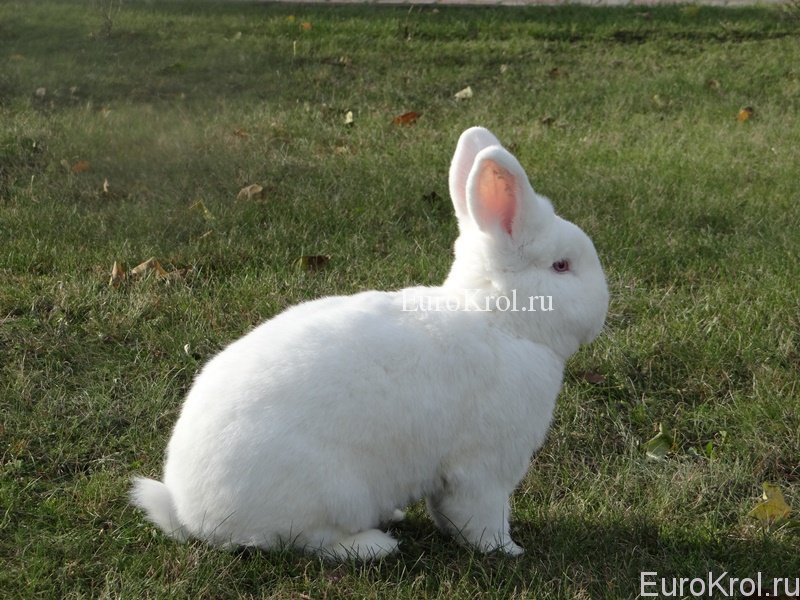 Кролик породы новозеландский белый