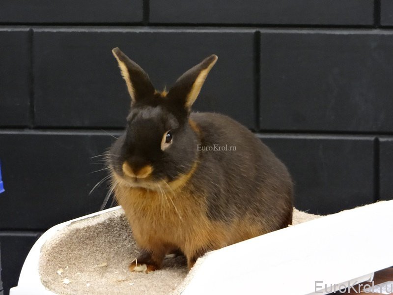 Кролик породы чёрно-огненный гавана