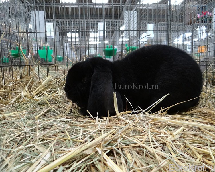 Кролик французский баран чёрный