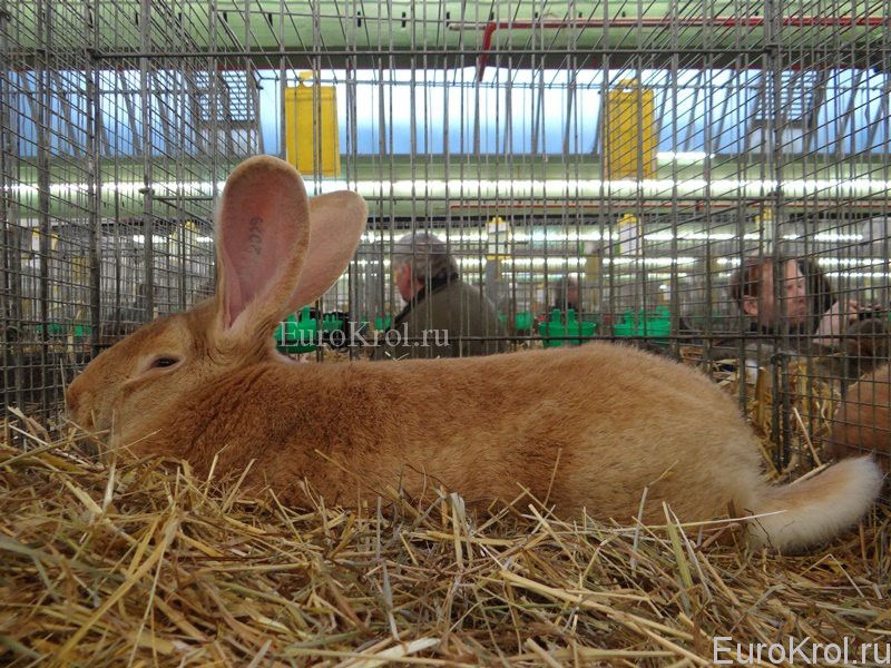 Кролики ризен жёлтый на выставке в Германии