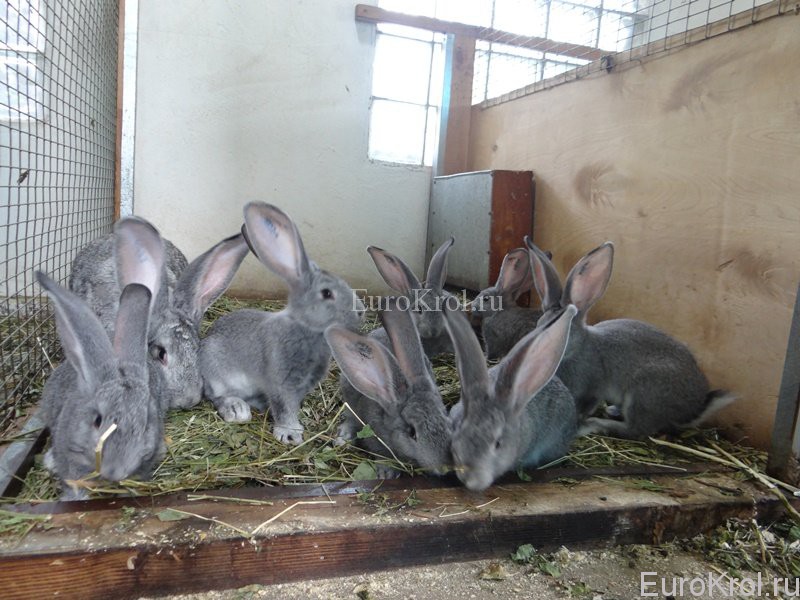 Кролики породы фландр шиншилловый