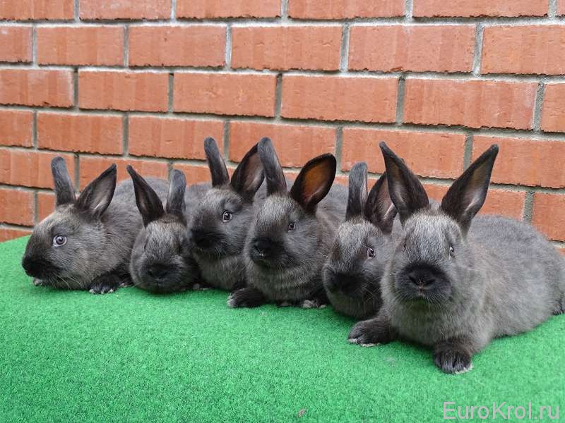 Порода кроликов- большой мардер