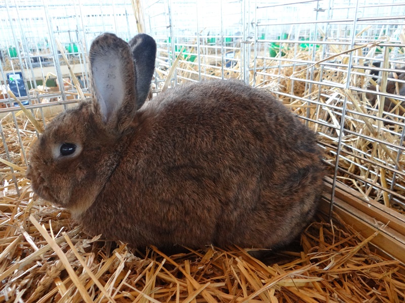 Венский серый кролик