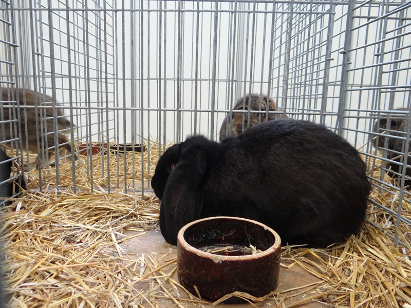 Кролики породы- Французский баран