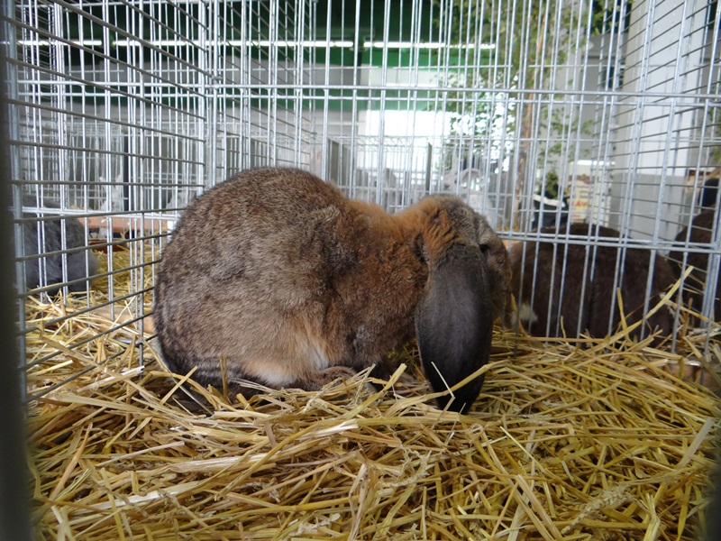 Кролики породы- Французский баран