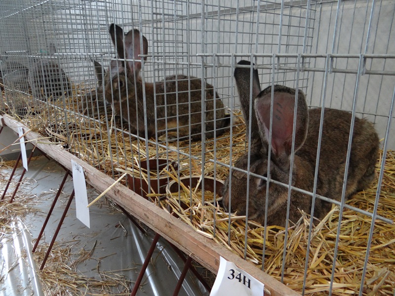 Выставка кроликов Чехия