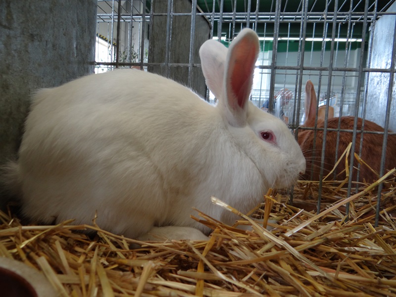 Порода кроликов Чешский альбин - CESKY ALBIN