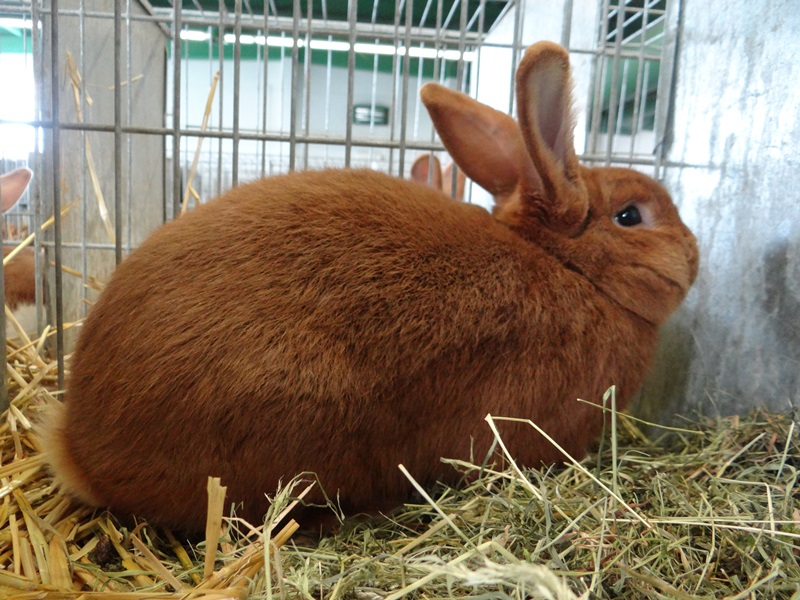 Порода кроликов Новозеландский красный - NOVOZELANDSKY CERVENI