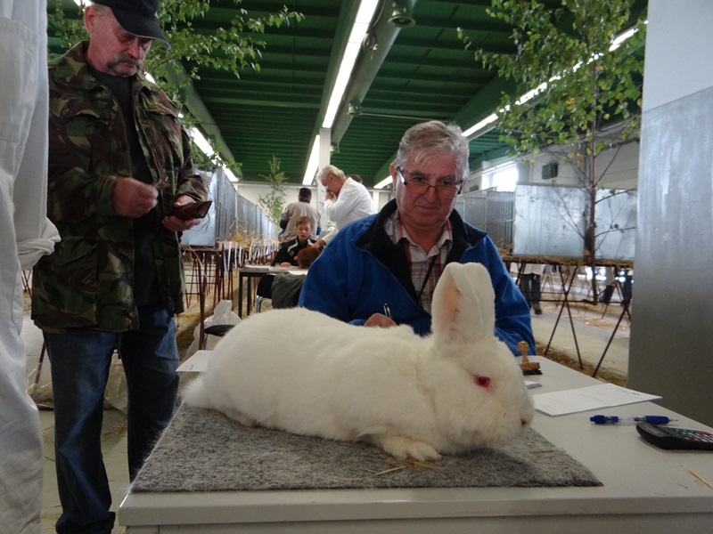Порода кроликов Новозеландский белый - NOVOZELANDSKY BILY