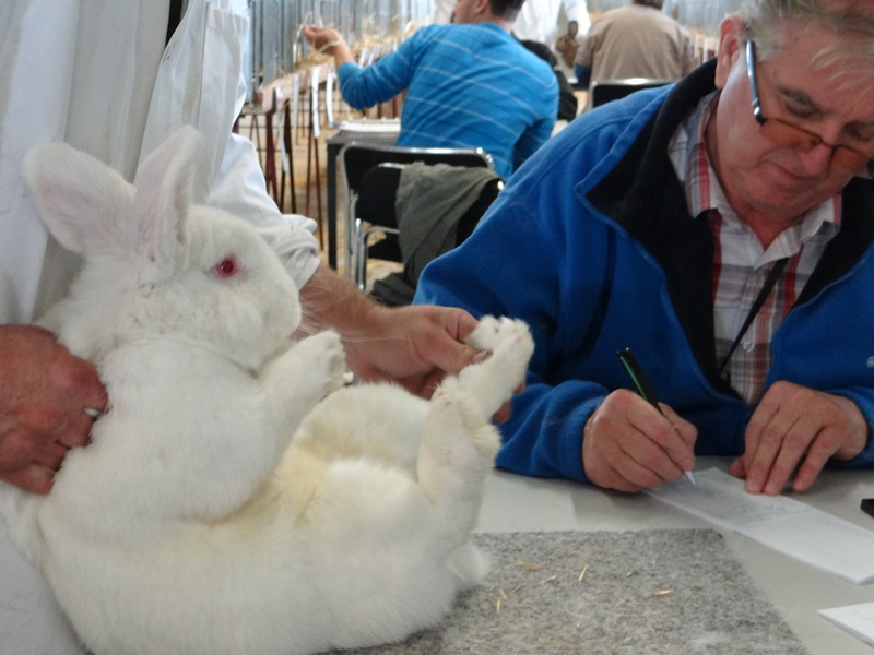 Порода кроликов Новозеландский белый - NOVOZELANDSKY BILY