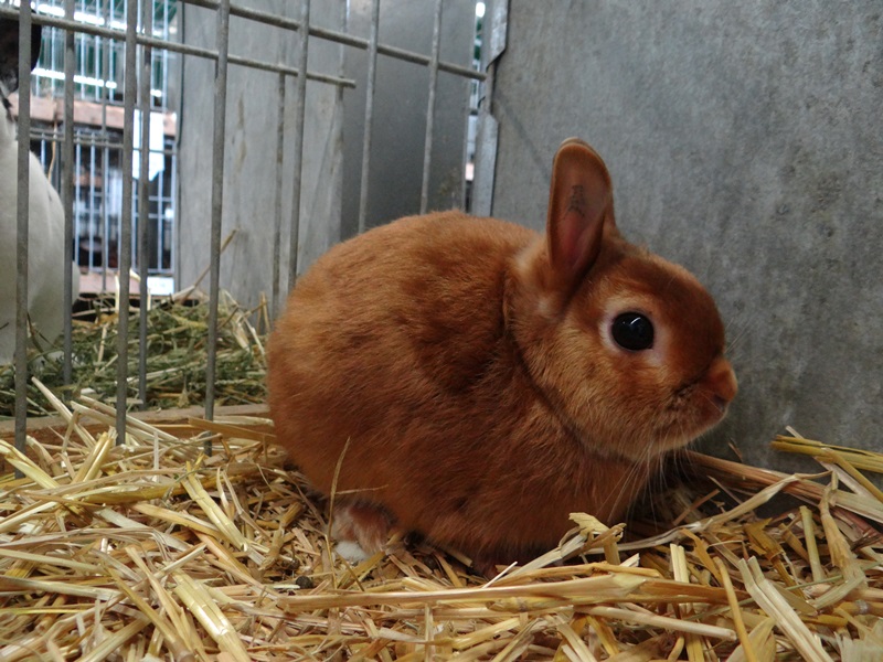 Карликовый красный сатиновый кролик - ZAKRSLY SATENOVY cerveny