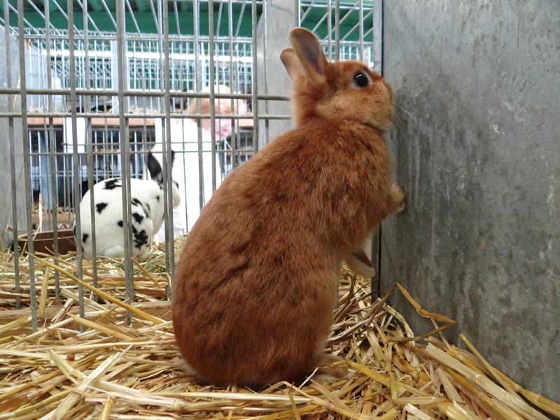 Карликовый красный сатиновый кролик