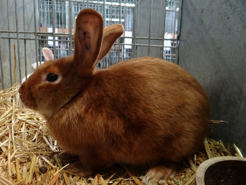 Сатиновый красный кролик - SATENOVY cerveny