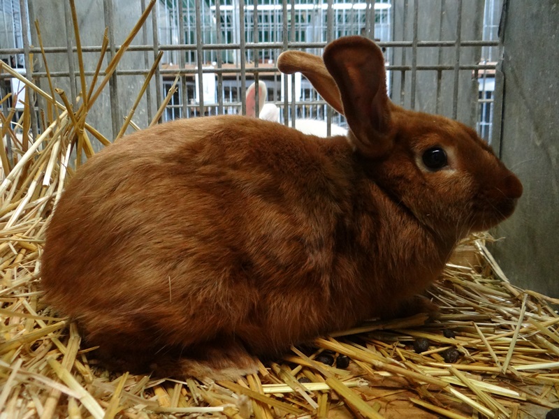 Сатиновый красный кролик - SATENOVY cerveny