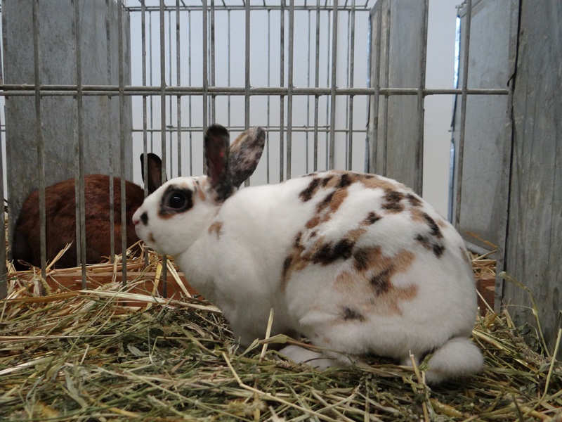 Карликовый трёхцветный кролик